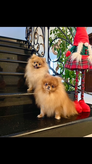 {"data":{"product":"tiktok"}}