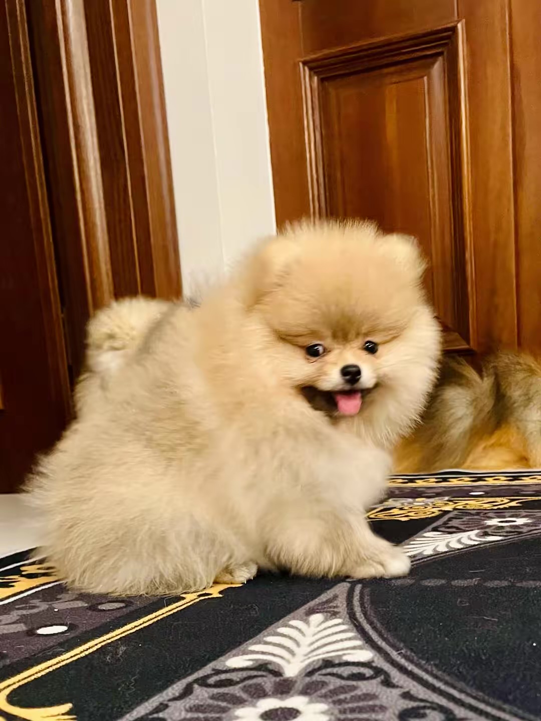 temp_image_510A14B4-BF09-4958-ADE2-7238D15AEC92