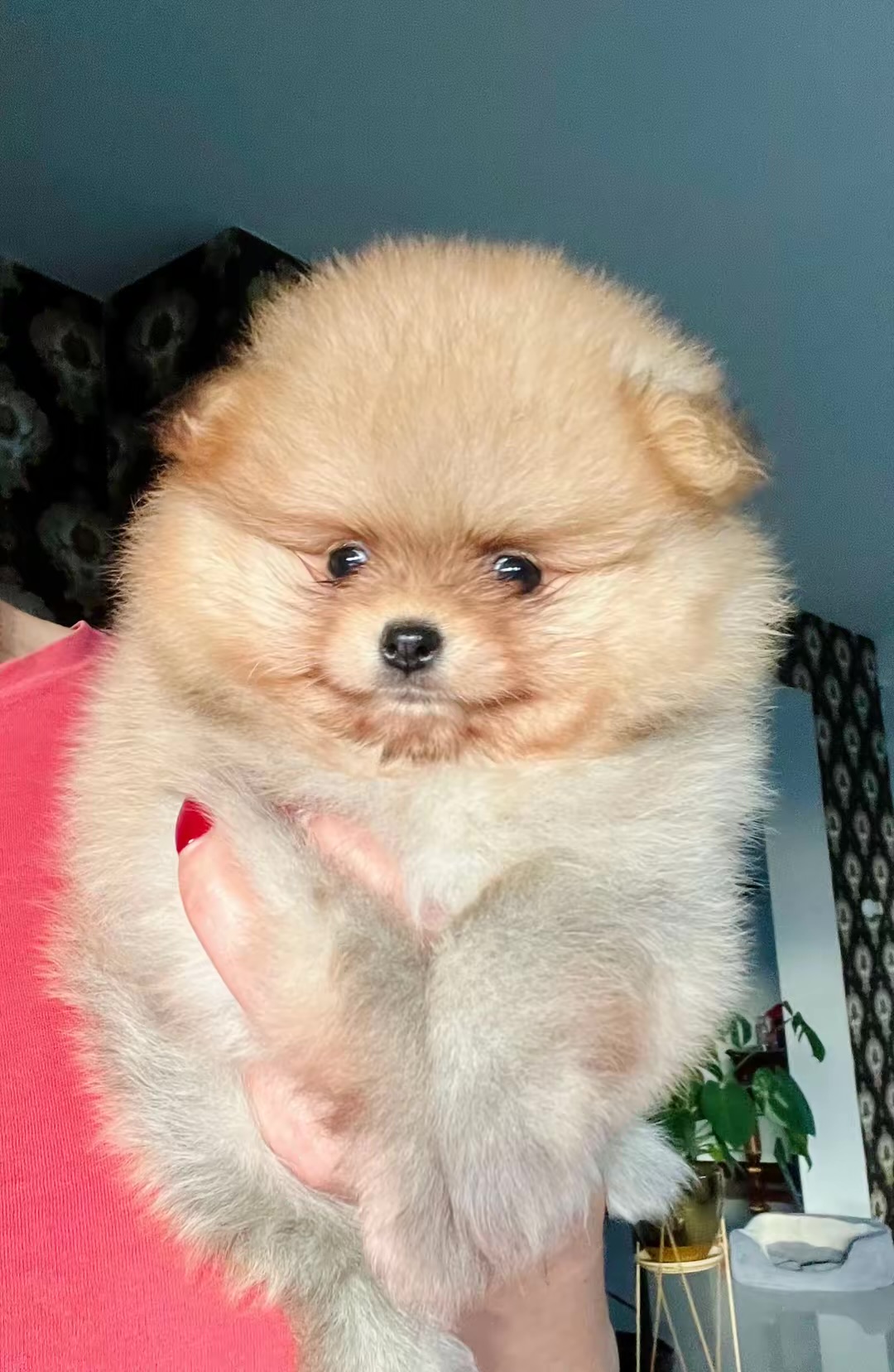 temp_image_868CC1F7-A01C-45A3-9BD9-4A4B420B236A