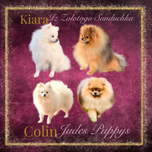 Rodzice miotu Pomeranian - Colin Judes Puppys i Amalia Orange Love Pom